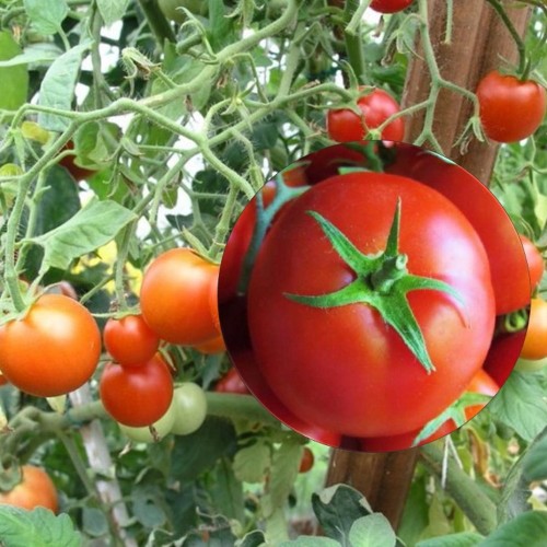 Solanum lycopersicum 'Sibiri Varajane' ' - Harilik tomat 'Sibiri Varajane' 
